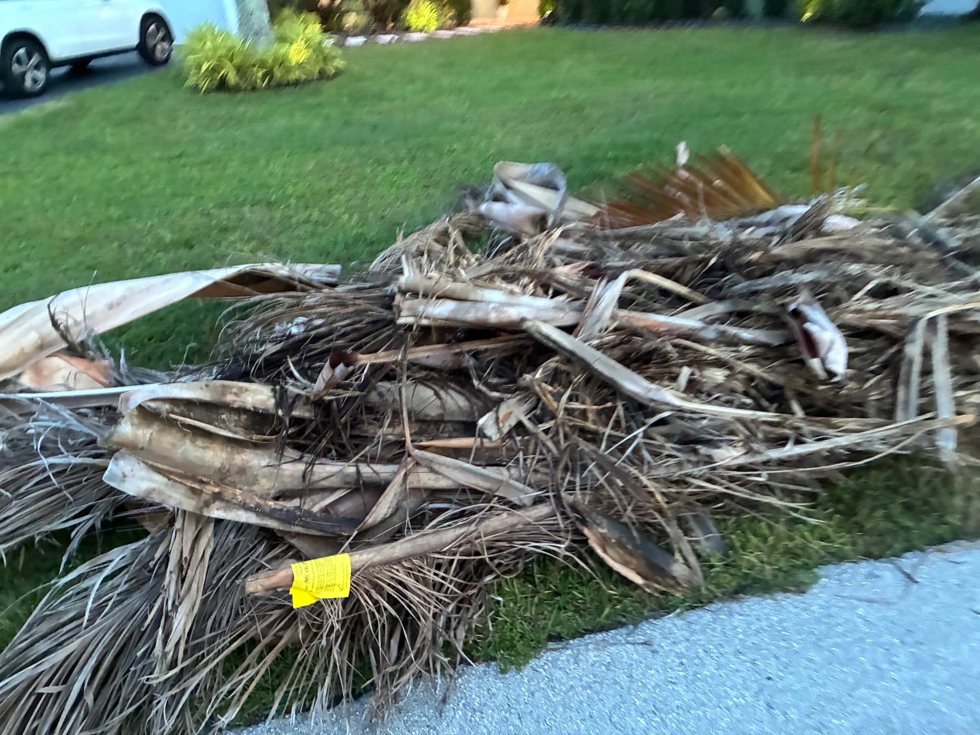 Yellow city violation tag stapled to a pile of palm fronds at a South Florida curb