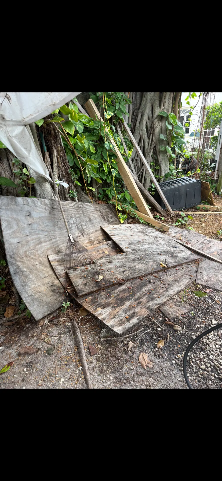 Before and after junk removal: scrap wood, lumber and tools cleared from a tree base by All Out Rubbish (before)